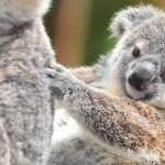 Koala desktop