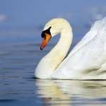 Mute Swan hd
