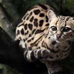 Ocelot high quality wallpapers