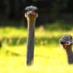 Ostrich high quality wallpapers