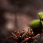 Praying Mantis pic