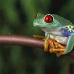 Red Eyed Tree Frog high definition wallpapers