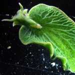 Sea Slug pics