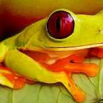 Tree Frog high definition photo