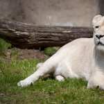 White Lion download