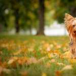 Yorkshire Terrier images