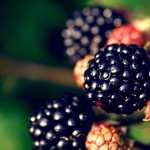 Blackberry Food high quality wallpapers