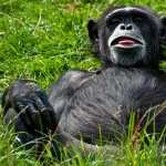 Chimpanzee new photos