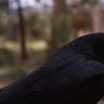 Crow photos