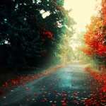 Fall Photography wallpapers for desktop