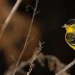 Goldfinch wallpapers