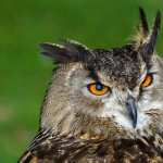 Great Horned Owl images