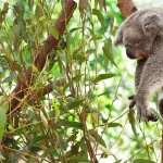 Koala 1080p