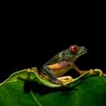 Red Eyed Tree Frog pic