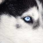 Siberian Husky wallpapers for iphone