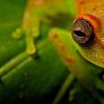 Tree Frog high quality wallpapers