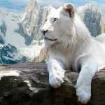 White Lion 1080p