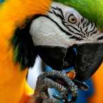 Blue-and-yellow Macaw wallpapers for iphone