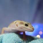 Gecko hd photos
