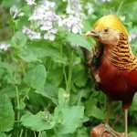 Golden Pheasant background