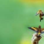 Goldfinch high definition wallpapers