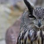 Great Horned Owl download wallpaper
