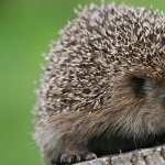 Hedgehog full hd