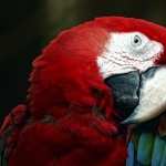 Scarlet Macaw high definition wallpapers