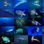 Sea Life download wallpaper