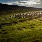 Sheep background