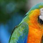 Blue-and-yellow Macaw photos