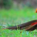Golden Pheasant wallpapers for iphone