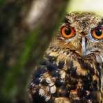 Great Horned Owl full hd