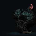 Rooster new photos