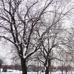 Tree widescreen