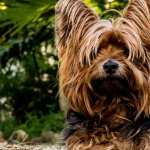 Yorkshire Terrier free