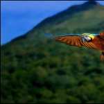 Blue-and-yellow Macaw wallpapers hd