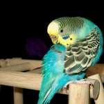 Budgerigar wallpapers for desktop