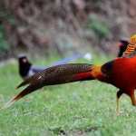 Golden Pheasant hd photos