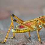 Grasshopper PC wallpapers