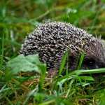 Hedgehog high definition photo