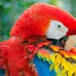 Scarlet Macaw new wallpapers