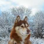 Siberian Husky high definition wallpapers