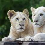 White Lion free wallpapers