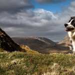 Border Collie wallpapers for android