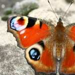 Butterfly hd pics