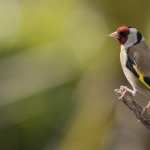 Goldfinch free