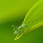 Grasshopper hd photos