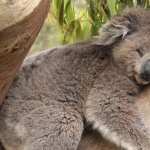 Koala new wallpapers