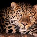 Leopard new photos